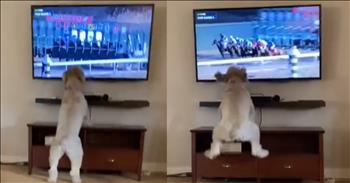 <p>One sweet pup&rsquo;s evident passion for the sport of horse racing is absolutely charming and pretty hilarious.</p>

<p>Many people's favorite pastimes and hobbies involve sports. Either watching or participating in them, athletics and competition consume much of their spare time. Entire television networks cater to sports fans, creating entire channels with sports-centric programs. ESPN, Fox Sports, The Big Ten Network and Bally Sports are just a few of them.</p>

<p>Whether baseball, football, basketball or soccer, individuals enjoy seeing their favorite team triumph over the competition. Many fans get super into a particular sport or team, living vicariously through them. When talking about a team, some people may even use &ldquo;we&rdquo; as if they are members of the team themselves.</p>

<p><a href="https://www.tiktok.com/@mustangmadddy/video/6912883704524295430">A short but hilarious clip</a> on social media shows that sports fanaticism does not stop with human beings. Even those in the furry and four-legged community enjoy sports. However, the video shows a sweet pup who gets into horse racing instead of a team sport like baseball or football.</p>

<p>The 20-second video starts with a dog on its hind legs and its front legs on the top of a piece of furniture, which rests underneath a television. The animal is intensely focused on a horse race, staring at the screen. It&rsquo;s only seconds before the horses are released and the race begins.</p>

<p>The tension in the room is palpable as the dog awaits the beginning of the horse race. Seconds into the clip, the horses are finally off. But things get even cuter as the dog hilariously reacts to the horses galloping toward the finish line.</p>

<p>The dog starts jumping in the air and barking at the horses on the screen. It&rsquo;s unclear if the animal had a favorite or perhaps it had money wagered on a specific horse, which could maybe explain its enthusiasm for horse racing.</p>

<p><em><strong><a href="https://www.godtube.com/bible/proverbs/12-10">Proverbs 12:10</a></strong> &ldquo;An upright man has thought for the life of his beast, but the hearts of evildoers are cruel.&rdquo;</em></p>
