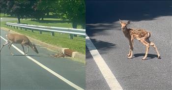 <p>There are few animals as beautiful and adorable as deer. Check out as this adorable baby deer slowly makes its way across the road.</p>

<p>Thankfully this is not a deer in the headlights situation. At the start of this authentic footage, a woman is in her car on the road. She has her vehicle stopped as she talks to the little baby deer. She zooms in her camera and says, &ldquo;Your mom already went.&rdquo; The baby deer is sitting on the sewer drain, unsure what to do. Unfortunately, the baby deer&rsquo;s back leg gets stuck in the drain as she tries to escape. The woman adds commentary, &ldquo;Help Mama, she&rsquo;s stuck.&rdquo; Quickly the mother deer walks over towards her young to assist.&nbsp;</p>

<p>The mother tries to get her baby out of the drain. The woman begins to exit her car to come and help. Right as she opens her car door, she says, &ldquo;Oh, you got her.&rdquo;&nbsp;</p>

<p>The baby deer follows her mother across the road. The woman boldly gets closer as she videos the precious moment of the baby deer slowly moving toward the other side of the street. The woman is worried for the baby to be stuck in the road, then finally the baby makes it over to the hill. Suddenly, a car comes by and the deer goes up to her mom on the safe grass.&nbsp;</p>

<p>This woman got a front row view in the life of this little deer. She was able to be up closer than normal for these skittish creatures. The baby deer is so precious. It is fun watching the little one get to safety. This is what God desires for us. He cheers us on to get to where He is leading us. Sometimes we might get stuck or have a hard time moving forward, but He encourages us and guides us on His paths.</p>

<p><em>&ldquo;Whether you turn to the right or to the left, your ears will hear a voice behind you, saying, &ldquo;This is the way; walk in it.&rdquo; <strong><a href="https://www.godtube.com/bible/Isaiah/30-21">Isaiah 30:21</a></strong></em></p>
