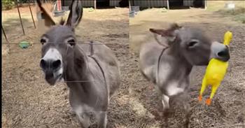 <p>It is always fun to watch a good animal video. In this clip, check out a donkey&rsquo;s adorable reaction to a new toy chicken that will melt your heart.</p>

<p>Donkeys like to have fun too. At the start of this video, the female owner visits her pet donkey and tells the donkey the good news. She just received something special in the mail, the biggest screaming toy chickens that she had ever seen. The donkey prances towards her at the fence in excitement. She says that somebody sent two of them to the donkey.&nbsp;</p>

<p>She shows the donkey what happens when you squeeze the chicken, and the donkey reacts to the chicken. He is elated about the new toy, sniffing and snuffing. The donkey then goes for a chance to try out his new chicken. He gets the toy in his mouth and begins to bite the chicken, walking around and around in a circle. His ears are back, and he is focused on playing.&nbsp;</p>

<p>The owner thinks the donkey likes the new toy. The donkey gets so happy that he jumps up on his back two legs. The owner replies, &ldquo;Oh my goodness.&rdquo; She shares about how she appreciated the gift sent through an online viewer. The donkey goes to town, moving his head from side to side and squeezing the toy chicken.&nbsp;</p>

<p>Watching this animal play brings a smile to anyone&rsquo;s face. It reminds us of the playful nature of our God. He created animals for a reason: they each have unique looks and personalities. This donkey brings glory to God just by being a donkey. May it remind us that sometimes it is the little things that bring a smile to the Lord&rsquo;s face. He loves us greatly and He is the Perfect Creator.</p>

<p><em>&ldquo;Worthy are you, our Lord and God, to receive glory and honor and power, for you created all things, and by your will they existed and were created.&rdquo; <strong><a href="https://www.godtube.com/bible/Revelation/4-11">Revelation 4:11</a></strong></em></p>
