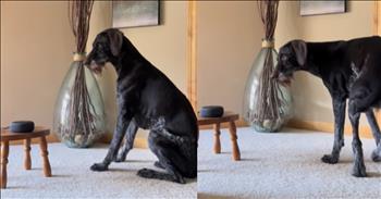 <p>A dog listened to a song being played by an Alexa and followed the tune&rsquo;s lyrics in the funniest way possible.</p>

<p>There is rarely a dull moment whenever a dog or a cat is involved in the situation. More often than not, those creatures are doing something mischievous, hilarious or both. There are thousands, likely hundreds of thousands of videos on YouTube that would prove this 100 percent correct.</p>

<p>When you think you&rsquo;ve seen a dog or a cat do about all they can, they&rsquo;ll surprise you in the most entertaining way possible. They&rsquo;ll act in a way that will catch you off guard and thoroughly amuse you, evoking a belly laugh or two.</p>

<p>Everyone enjoys music of some genre and style. Perhaps some individuals enjoy a song&rsquo;s melody, beat or rhythm. However, a clip posted on social media shows that animals, especially canines, listen to music and pay particularly close attention to the lyrics.</p>

<p>In the short video, a dog sits before one of Amazon&rsquo;s Alexa devices. While the machines can be used for various purposes, they are used as a radio or CD player in the video. Alexa plays Bonnie Tyler&rsquo;s &ldquo;Total Eclipse of the Heart.&rdquo;</p>

<p>Anyone with even a passing familiarity with the tune knows that Bonnie sings &ldquo;Turn around, bright eyes&rdquo; several times. She does it in the verses and in the memorable and iconic chorus.</p>

<p>Every time Bonnie belts out, &ldquo;Turn around,&rdquo; the sweet dog in the video does exactly what the singer says, following the commands perfectly. The animal makes one complete circle each time, then sits, stares at the Alexa device and awaits further instruction. When it hears &ldquo;turn around,&rdquo; the animal follows the command once again and does as the song says.</p>

<p>A woman behind the camera, witnessing the obedient canine&rsquo;s actions, cannot contain her laughter. The dog is not bothered but is entirely focused on the small, circular machine.</p>

<p><em><strong><a href="https://www.godtube.com/bible/proverbs/12-10">Proverbs 12:10</a></strong> &ldquo;An upright man has thought for the life of his beast, but the hearts of evildoers are cruel.&rdquo;</em></p>
