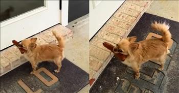Tiny Dog's Unexpected and Hilarious Dinner Find