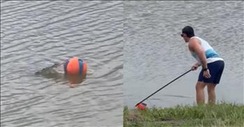 Dog's Toy Hilariously Snatched by Alligator