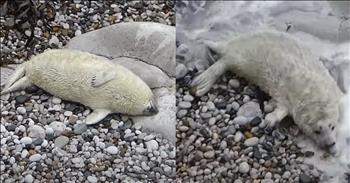 <p>A cute baby seal gets woken up in the worst way possible! In the serene beauty of a sunlit beach, a darling baby seal finds solace in a cozy nap nestled snugly on warm rocks. Its whiskers were twitching with dreams of fishy escapades and ocean adventures. The world is new and full of wonders, yet learning and exploring take their toll, often leading this little seal to retreat into much-needed slumber.</p>

<p>However, tranquility is abruptly shattered as icy ocean waves rudely crash in, startling the seal from its peaceful naptime haven. Its reaction is a comical mix of nap-shock and bewilderment as the cold tide sweeps over its tiny body, interrupting its dreams of aquatic playtime. After enduring a couple of chilly wake-up calls, the seal's determination sets in, and with a slow waddle, it sluggishly makes its way up the beach to find a dry spot. He&rsquo;s not in the mood for wet adventures just yet!</p>

<p>Clearly preferring the warmth of its nap spot over the watery wake-up call from its home ocean, the baby seal's adorable antics make for a heartwarming and humorous sight. This sweet and endearing video captures a moment that's both delightful and a gentle reminder of God's majestic creation &ndash; from the soft sands to the vast ocean expanse and the playful antics of seals.</p>

<p>It's a charming nap-venture to witness, where innocence meets the elements, showcasing the resilience and innate curiosity of nature's creations. As the baby seal shakes off its chilly surprise, there's a lesson in resilience and an appreciation for the simple joys found in unexpected awakenings by the ocean's edge. In this captivating scene, we're reminded of the beauty that surrounds us and the wonders waiting to be explored, even during naptime interruptions in the wild. What an adorable reminder!</p>

<p><em><strong><a href="https://www.godtube.com/bible/psalms/104-24">Psalm 104:24</a></strong> "How many are your works, Lord! In wisdom you made them all; the earth is full of your creatures."</em></p>
