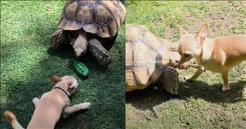 <p>You never know where unexpected friendships can occur. In this video, a puppy and tortoise delight with their heartwarming bond.</p>

<p>At the start of this video, we read the words, &ldquo;Tortoise redecorates the backyard how he wants it.&rdquo; The tortoise is carrying a patio chair on his shell and moving it. The woman shares comically that she never knows what she is going to see when she goes outside. She tells us that the name of the tortoise is Tilly G. He often walks away with a chair or sofa. She makes jokes that he is a redecorating genius and clips are shown of destroyed outdoor items on the back porch.&nbsp;</p>

<p>She shares that he can be aggressive and territorial because of his species. She shares that he holds grudges against potted soil. It is hilarious. She then shows a video of a new puppy named Skippy, who they adopted. She tells of their concerns about how Tilly G is going to react. They were protective of this little pup, and then they noticed how brave Skippy was around the large tortoise, giving kisses and following him.</p>

<p>The puppy brings a toy to the tortoise. Every day Skippy brings a toy to Tilly G. They are shown playing over time. We see a cute clip of the tortoise coming to the door to visit the dog. They are seen napping in the sun together. Tilly G. surprisingly shares his food with Skippy. The owner shares how the puppy and the turtle are opposites in every way, but they are the best of friends.&nbsp;</p>

<p>We can learn from watching these amazing animals that, with the help of Christ, we can remember that all people are made in His image, and we can love them and encourage them. We can come alongside each other in the Body of Christ and help each other grow and become more like Jesus in the midst of our unique differences and giftings. We can be open to being around others who are different so that we can grow and learn more about God and His love for diversity since we know heaven will be full of people from every nation and culture.</p>

<p><em>&ldquo;After this I looked, and behold, a great multitude that no one could number, from every nation, from all tribes and peoples and languages, standing before the throne and before the Lamb, clothed in white robes, with palm branches in their hands, and crying out with a loud voice, &lsquo;Salvation belongs to our God who sits on the throne, and to the Lamb!&rsquo;&rdquo; <strong><a href="https://www.godtube.com/bible/Revelation/7-9">Revelation 7:9-10</a></strong></em></p>
