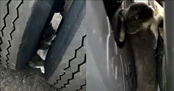 <p>In a purr-icarious adventure, rescuers save an adorable kitten trapped between between truck tires.A curious kitten found herself in a tight spot between two semi-truck tires. The fluffy white and gray feline&#39;s curiosity led her to wedge herself into a predicament that had her stuck fast. A team of determined and fur-midable men gathered to rescue her, but her claws were firmly dug in. She didn&rsquo;t trust mere hoomans to get her out of her sticky situation.&nbsp;</p>

<p>The Ohio State Patrol, in a display of remarkable teamwork, joined forces with the truck driver to devise a plan to free the stranded kitten. Their determination and careful precision were the key to their success. With a strategy in place, they set out to remove one of the tires, ensuring the safety of the fluffy stowaway. Their persistence paid off as they gently maneuvered the tire away, finally freeing the kitten from her confined quarters.</p>

<p>It was definitely a claw-ver operation, but they were all relieved to see the kitten safely out of harm&#39;s way. The Ohio State Patrol <a href="https://www.youtube.com/watch?v=_1MKyZKORjE&amp;ab_channel=InsideEdition">confirmed </a>that the &ldquo;rescue went purr-fectly&rdquo; according to plan, ensuring the kitten was unharmed and ready to embark on her next whisker-tingling adventure.</p>

<p>As the fluffy explorer was rescued and taken to an animal rescue shelter, her resilience and bravery were a testament to the indomitable spirit of all creatures. The rescuers, filled with a sense of awe, couldn&#39;t help but marvel at her cat-itude. It was a heartwarming ending to a meow-velous rescue mission, a shining example of how, even in the most challenging of situations, with a little teamwork and determination, every creature can find its way back to safety.</p>

<p>Thank the good Lord for the kindness and compassion of good hooman beings who extend God&rsquo;s love to all creatures, great and small. In this heartwarming rescue, we celebrate the selflessness of this curious kitten&rsquo;s rescuers in caring for this precious little creature, saving not just her life but all nine of her lives. Through their actions, we see God&rsquo;s divine grace at work, guiding their hands and hearts to ensure the safety and well-being of one of His creations.&nbsp;</p>

<p><em><strong><a href="https://www.godtube.com/bible/psalms/145-9">Psalm 145:9</a></strong> &quot;The Lord is good to all; he has compassion on all he has made.&quot;</em></p>
