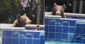 <p>In a beary hilarious viral video, a massive bear was caught relaxing in a hot tub, taking a much-needed break from his wild adventures. Who knew bears felt the need for a little rest and relaxation? The owner of the hot tub was in for a grizzly surprise when she discovered the furry guest soaking his cares away. After the initial shock wore off, she quickly grabbed her camera to capture some awesome footage.</p>

<p>The video captures the bear in the midst of his spa day, indulging in a leisurely soak. He luxuriously stretched out his feet, even taking a moment to give his chin a good scrub. The sight of a bear enjoying such a leisurely soak is truly delightful! It was as if he had all the time in the world, basking in the warm, bubbly water.</p>

<p>In an attempt to end the bear's spa-like moment, the owner resorted to tapping on the glass door. But did the bear flinch? Not a chance! He continued his soak, completely unfazed by the owner&rsquo;s efforts to interrupt his relaxation. Clearly, this bear was in no hurry to leave his newfound oasis.</p>

<p>Eventually, the bear decided he had enough and got out of the hot tub. The owner was once again shocked, this time by the sheer size of the massive bear, as he stretched and ambled off to do more bear things. The bear's departure was as casual as his arrival, leaving the owner with an unforgettable experience and some un-bear-lievable footage to share.</p>

<p>This beary amusing incident reminds us that even bears need a little downtime. Whether it's prowling through the woods or soaking in a hot tub, bears certainly know how to make the most of their time. So next time you find yourself needing a break, take a cue from our furry friend and find your own little slice of relaxation&mdash;just maybe not in someone else's hot tub!</p>

<p><em><strong><a href="https://www.godtube.com/bible/psalms/104-24">Psalm 104:24-25</a></strong> "How many are your works, Lord! In wisdom, you made them all; the earth is full of your creatures. There is the sea, vast and spacious, teeming with creatures beyond number&mdash;living things both large and small."</em></p>
