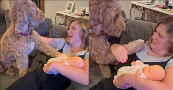 Dog Reacts With Jealousy And Competes With Baby Doll For Attention