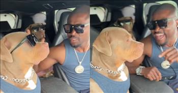 Two Dogs Enjoy A Backstreet Boys Hit In Hysterical Viral Clip