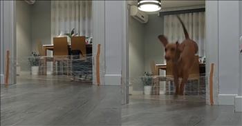 <p>In a heartwarming display of canine camaraderie, a dog helps his buddy master leap over a barrier in this adorable video you don't want to miss. In a tale full of dachshund mixes, a young pup learns new tricks and is melting hearts online as he helps his hesitant buddy master the art of leaping over a plastic barrier. The adorable video, shared by a teenage girl, captures the endearing moment when the older dog effortlessly clears the makeshift fence with boundless enthusiasm.</p>

<p>However, the real star of the show is the younger pup, who initially hesitates at the sight of the barrier. With uncertainty in his eyes, he stands frozen, unsure of how to proceed. His older brother, not one to leave a buddy behind, bounds back to his side, barking encouragement and wagging his tail furiously. It's a scene straight out of a buddy comedy, where loyalty and determination shine through.</p>

<p>The older puppers jumps not once, not thrice, but five times to show his younger brother how it's done!</p>

<p>After a few hesitant barks and some gentle nudging from his mentor, the younger dog finally gathers the courage to take the leap. With a determined expression, he clears the barrier, landing on the other side amidst cheers. The triumph is palpable as tails wag to celebrate this small but significant achievement.</p>

<p>The video, which quickly went viral for its sheer cuteness and uplifting message of support, garnered comments from viewers worldwide, commending the older dog for his patience and the younger one for his bravery. "Ah, might as well jump. Might as well jump. Go ahead and jump. Go ahead and jump!" one viewer <a href="https://www.youtube.com/watch?v=bX-rsQU6vZo&amp;ab_channel=ViralHog">commented</a>, while another <a href="https://www.youtube.com/watch?v=bX-rsQU6vZo&amp;ab_channel=ViralHog">remarked</a>, "Yay! This video has a happy ending. Awesome!"</p>

<p>This heartening tale reminds us of the power of encouragement and companionship, even in the animal kingdom. It's a reminder that with a little support and a lot of determination, any hurdle can be overcome. As these furry friends show us, sometimes all it takes is a bark, a wag, and a leap of faith to conquer life's obstacles.</p>

<p><em><strong><a href="https://www.godtube.com/bible/ecclesiastes/4-9">Ecclesiastes 4:9-10</a></strong> "Two are better than one, because they have a good return for their labor: If either of them falls down, one can help the other up. But pity anyone who falls and has no one to help them up."&nbsp;</em></p>
