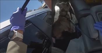 <p>A police officer came to the rescue of two dogs that were trapped in a hot van.</p>

<p>Animals are some of the most extraordinary and fascinating creatures you&rsquo;ll ever encounter. Those cute, furry and four-legged beings are part of His creation. They were shaped and formed by the same God who put the sun, moon and stars in place.</p>

<p>Because those critters are obviously important to the Lord, they deserve a fair amount of love, care and respect. They should be treated humanely and in a way that brings glory and honor to His name. So, it&rsquo;s always heartbreaking and likely to anger many people when they witness an animal being treated poorly.</p>

<p><a href="https://www.youtube.com/watch?v=W0mkZGRst2o">A clip posted on YouTube</a> shows a sad and infuriating incident in which two small dogs were locked inside a hot van in a Las Vegas parking lot. Luckily, a kind and caring police officer arrived on the scene, spotted the animals struggling inside the vehicle and frantically got to work.</p>

<p>The video shows the police officer first attempting to use her hands to push the slightly cracked window down. However, the officer&rsquo;s initial attempts to free the animals from the balmy van were unsuccessful, so she moved on to more drastic measures.</p>

<p>The concerned officer used a crowbar to try and open the window, eventually shattering the van&rsquo;s window. The animals were finally freed from their sweltering environment. The temperature in the van, where the two little dogs were trapped, was more than 110 degrees.</p>

<p>After being freed, the animals were taken to get medical treatment and transferred to a shelter. The clip also mentioned that the dog&rsquo;s owners are under investigation. It&rsquo;s unclear if any charges will be filed against the individuals.</p>

<p>Thank God for the police officer&rsquo;s quick and decisive actions. She likely saved the lives of those two little precious pups.</p>

<p><em><strong><a href="https://www.godtube.com/bible/proverbs/12-10">Proverbs 12:10</a> &ldquo;An upright man has thought for the life of his beast, but the hearts of evildoers are cruel.&rdquo;</strong></em></p>
