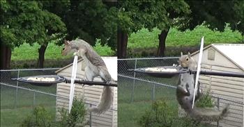 Barrier No Match for Determined Squirrel in Hilarious Clip
