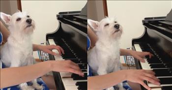 <p>Watch a cute pup who loves his owner&rsquo;s piano performance in this heartwarming video. Seeing a dog appreciate music is always a great experience, but this video of musician Kara Mehrmann's dog enjoying her piano practice is incredible! Kara shared an adorable clip of her sweet dog named Bradford, who nestled in her lap and closed his eyes contentedly as she played. It was as if Bradford was on cloud canine, thoroughly immersed in the melody.&nbsp;</p>

<p>In the video, Kara serenaded Bradford with Joe Hisaishi's soul-stirring <a href="https://www.inspiremore.com/dog-absolutely-mesmerized-by-owners-haunting-piano-melody/">piece</a>, &lsquo;Merry-Go-Round of Life,&rsquo; known for its haunting beauty and its place in Studio Ghibli's enchanting film, Howl's Moving Castle. While Bradford might not have recognized the song's pedigree, he felt the music's calming effect!</p>

<p>Commenters were quick to shower praise on both Kara's musical prowess and Bradford's adorable demeanor.</p>

<p>"Beautiful choice of music," <a href="https://www.inspiremore.com/dog-absolutely-mesmerized-by-owners-haunting-piano-melody/">gushed </a>one fan. "Watching Bradford enjoy your lovely playing is just heart-melting. Thanks for sharing your talent and sweet Bradford with us."</p>

<p>"His serenity while surrounded by such beautiful music is truly touching," <a href="https://www.inspiremore.com/dog-absolutely-mesmerized-by-owners-haunting-piano-melody/">remarked </a>another. "I feel relaxed just watching! Thank you for this moment."</p>

<p>A third admirer couldn't help but adore Bradford's expression, <a href="https://www.inspiremore.com/dog-absolutely-mesmerized-by-owners-haunting-piano-melody/">saying</a>, "The music is lovely, but Bradford's face steals the show!"</p>

<p>Kara often posts <a href="https://www.instagram.com/reel/C5wq-g_Mp1k/?utm_source=ig_embed">videos </a>of herself playing piano with Bradford nestled comfortably in her lap, showcasing his impeccable manners and occasional keyboard naps. While these moments may pose challenges, they only add to the charm of their musical bonding.</p>

<p>Most of the time, Bradford remains the picture of tranquility as his mom practices, perhaps finding solace in the melodies or simply enjoying the closeness. Whatever the reason, these heartwarming posts prove that music can soothe both soul and snout. Here's to more harmonious duets between Kara and her adorable audience!</p>

<p>Thank God for blessing us with dogs, our loyal companions and cherished friends. Their boundless loyalty and unconditional love reflect His divine attributes of faithfulness and compassion. From their joyful greetings to their comforting presence, dogs remind us daily of God&rsquo;s abundant grace and the beauty of simple, genuine companionship. They teach us patience, kindness, and the importance of living in the moment. Praise the Lord for creating these faithful creatures who fill our lives with joy, laughter, and endless tail wags.&nbsp;</p>

<p><em><strong><a href="https://www.godtube.com/bible/psalms/33-2">Psalm 33:2</a></strong> "Praise the Lord with the harp; make music to him on the ten-stringed lyre."&nbsp;</em></p>
