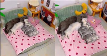 <p>Prepare to be whisked away into a realm of pure feline bliss with this heart-melting video capturing a rare and delightful moment in the life of a cat family. This adorable family of cats cuddle up together for the cutest cat nap ever.&nbsp;</p>

<p>Snuggled up in a cozy nap, mom, dad, and their tiny kittens form a line of cuteness that's simply irresistible. Your heart will absolutely melt! They're certainly living the best of their nine lives, all thanks to their humans, who have provided them with a couch that magically transforms into a bed adorned with the softest pink strawberry-printed blanket.</p>

<p>In this enchanting scene, the family of furballs demonstrates the true meaning of harmony as they nestle together in a heartwarming cuddle session. Mom cat's gentle purrs set the soothing soundtrack while dad cat's protective presence adds a layer of warmth to the cuddle puddle. The kittens, little balls of fur and mischief, find themselves in the safest and most comforting spot of all&mdash;right in the middle of their loving family.</p>

<p>As you watch these adorable kitties napping in perfect alignment, it's impossible not to be charmed by their furry antics and energy. Whether you're a dedicated cat aficionado or simply in need of a mood-lifting moment, this video is guaranteed to brighten your day and leave you with a grin.</p>

<p>Cat lovers everywhere will surely be pleased by this glimpse into the serene world of family felines. It's a reminder of the simple joys that cats bring into our lives&mdash;snuggles, purrs, and endless moments of feline felicity.</p>

<p>So, sit back, relax, and let the purr-fectly adorable vibes of this cuddle session wash over you. After all, who can resist the charm of a cat family caught in the act of pure cuddly bliss?</p>

<p><em><strong><a href="https://www.godtube.com/bible/psalms/133-1">Psalm 133:1</a></strong> "Behold, how good and pleasant it is when brothers dwell in unity!"&nbsp;</em></p>
