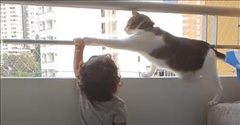 <p>A sweet and caring cat showed great concern for a toddler&rsquo;s safety, and the adorable moment was captured on video.</p>

<p>Animals are some of the best creatures you&rsquo;ll ever encounter on Earth. They are loyal, dependable and loving. Cats and dogs, as most pet owners know, are also pretty good entertainment at times. They are usually good for a belly laugh or two every few days.</p>

<p>Most pet owners are concerned for their animal&rsquo;s physical or mental well-being. Any slight difference or variation in an animal&rsquo;s behavior will raise alarms for a pet owner. As one hilarious and sweet video perfectly demonstrates, pets also seem to care a great deal about the safety of their owners.</p>

<p><a href="https://www.youtube.com/watch?v=qC14yc1lI38">In the short clip posted on social media</a>, a toddler and a cat are in an apartment, standing near a window. The cat gazes outside as the young man desperately wants to see what&rsquo;s happening outdoors.</p>

<p>The window near the child and the feline has two bars that run along the opening, and as the video text points out, safety netting is also on the outside of the window. So, the child was never in danger of falling out of the window.</p>

<p>However, while the youngster wants to enjoy the view, he needs to be taller to peer out the window comfortably. A few more inches, and he&rsquo;s there. But to remedy his height issue, the young man grabs one of the bars to pull himself up.</p>

<p>When the cat notices and understands what the child attempts to do, it responds accordingly. In an effort to protect the little one, the feline swats the child&rsquo;s hand away from the bar. Every time the child grabs the bar, the cat removes the kid&rsquo;s hand from the railing with a light swat.</p>

<p>What a precious scene of an animal that obviously cares deeply about protecting a child!</p>

<p><em><strong><a href="https://www.godtube.com/bible/proverbs/12-10">Proverbs 12:10</a></strong> &ldquo;An upright man has thought for the life of his beast, but the hearts of evildoers are cruel.&rdquo;</em></p>
