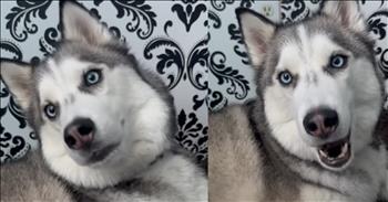 <p>A beautiful and clearly intelligent dog, a husky, astonishes with its perfect and mind-blowing mimicry of its owner&rsquo;s words.</p>

<p>Animals are creatures that never cease to amaze and astound. They are some of the most fascinating beings you&rsquo;ll ever encounter on Earth. When you think you can predict how an animal will react or respond in any given situation or environment, they&rsquo;ll surprise you. Whenever there&rsquo;s an animal involved &ndash; a dog, cat, rabbit or even a duck &ndash; always remember to expect the unexpected.</p>

<p>Those cute, furry, four-legged creatures are also much more intelligent than most people would like to believe or admit. Some have the unique ability to pick up and learn things that we would&rsquo;ve thought impossible, including speech. But a jaw-dropping video posted on social media shows how animals can pick up on and mimic the words people say to them.</p>

<p><a href="https://www.youtube.com/watch?v=pW65wigJUXw">The clip features Pluto the Husky</a> interacting with his owner. The back-and-forth between the beautiful canine and the woman is incredible. It begins with the woman asking the dog to repeat after her.</p>

<p>&ldquo;Okay, can you say, &lsquo;Hello?&rsquo; the woman asks the animal.</p>

<p>Seconds later, the animal responds in a tone and with an inflection that actually sounds like the dog is saying, &ldquo;Hello.&rdquo;</p>

<p>But that is not all. The dog goes on, demonstrating its intelligence and ability to respond and follow commands.</p>

<p>The animal is asked to say, &ldquo;How are you?,&rdquo; &ldquo;I love you,&rdquo; &ldquo;Thank you&rdquo; and &ldquo;Yummy.&rdquo; With each phrase and response, it genuinely sounds like that is what the animal is saying.</p>

<p>What an absolutely incredible clip that shows the mind-blowing intelligence that some members of the animal kingdom possess.</p>

<p>Who wouldn&rsquo;t want a dog that could do that? What a cute and intelligent pup!</p>

<p><em><strong><a href="https://www.godtube.com/bible/genesis/1-21">Genesis 1:21</a></strong> &ldquo;And God created great whales, and every living creature that moves, which the waters brought forth abundantly, after their kind, and every winged fowl after his kind: and God saw that it was good.&rdquo;</em></p>
