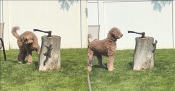 Squirrel Dodges Nearby Dog in The Most Hilarious Way
