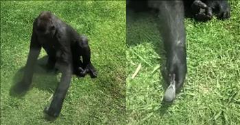 <p>A gentle gorilla at the zoo has captured hearts worldwide with his tender care for an injured bird in a heart-melting display of compassion and empathy. During a recent visit to the gorilla enclosure, zoo-goers witnessed an extraordinary moment of kindness that truly highlights the beauty of God&#39;s creation.</p>

<p>The scene unfolded as the gorilla, with its massive yet remarkably gentle presence, noticed a tiny bird in distress. Instead of reacting with the usual animal instincts, the gorilla approached the fragile creature with an almost parental concern. With a soft touch and a watchful eye, the gorilla lowered his massive body to the ground, putting his cheek close to the bird to establish a soothing, eye-to-eye connection.</p>

<p>The gorilla&#39;s actions were a testament to his kindness, empathy, and gentle giant nature. He gently petted the injured bird, his large hands moving with surprising delicacy. This tender touch seemed to convey his deep empathy for the little creature&rsquo;s plight. After a while, the gorilla nudged the bird as if encouraging it to take flight and find safety.</p>

<p>When the bird remained still, the gorilla didn&rsquo;t press the issue. Instead, he respectfully stepped back, leaving the bird to rest while he kept a vigilant watch from a distance. It was incredible to see such a powerful animal exhibit such patience and care, demonstrating that true compassion knows no size or species.</p>

<p>This touching interaction reminds us of the wonder of God&#39;s creation, where even the largest creatures can show the gentlest of hearts. Moments like these, where a massive gorilla shows such tender concern for a delicate bird, bless us with profound reminders of empathy and kindness. It&rsquo;s a beautiful example of how, every day, nature surprises us with its remarkable and heartwarming acts of love. We hope this video made you smile today!</p>

<p><em><strong><a href="https://www.godtube.com/bible/psalms/145-9">Psalm 145:9</a></strong> &ldquo;The Lord is good to all; he has compassion on all he has made.&rdquo;&nbsp;</em></p>
