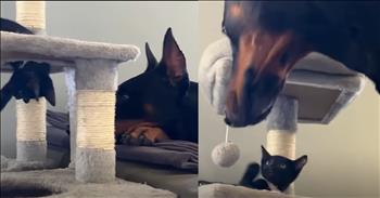 <p>Check out this precious video. A Doberman and kitten&rsquo;s instant friendship melts hearts.</p>

<p>This is more than an unlikely friendship. A huge Doberman is introduced to a brand new kitten who has been brought into their home. Instead of chasing and barking at the cat, this dog does something adorable and unexpected. He begins to sniff around her with interest. The kitten climbs, and the Doberman casually rests next to her on the couch with his big eyes.</p>

<p>He is then seen peeking up at her on the top of her cat home. The Doberman gets near the kitten while she is playing with her toy on the ball, and the two have a moment to play with each other. The dog looks almost as if he is smiling after the entire encounter. He is well pleased with this new playmate and companion. The baby cat is so small and young. Watching the connection that this huge dog has with this little kitten is incredible. We are in pure amazement that these two unexpected animals would interact in such a loving and friendly way during an introduction. In many cases, this would never be happening because the two would be enemies.</p>

<p>We can learn many life lessons from this Doberman and kitten. One very obvious lesson is to love and welcome people who are different. As Christ-followers, we should live by His example of loving and presenting the gospel to all types of people. He did not hold back His pursuit of those who were from another group or culture. Jesus loved well, and this Doberman and kitten remind us to do the same.</p>

<p><em>&ldquo;The Son of Man came eating and drinking, and they say, &lsquo;Here is a glutton and a drunkard, a friend of tax collectors and sinners.&rsquo; But wisdom is proved right by her deeds.&rdquo; <strong><a href="https://www.godtube.com/bible/Matthew/11-19">Matthew 11:19</a></strong></em></p>
