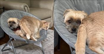 Large Cat Chooses the Funniest Place for a Nap