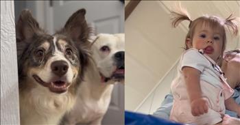 <p>A toddler and two dogs teamed up to try to attempt to steal some Oreos in a cute and hilarious skit.</p>

<p>The Lord has blessed most of us abundantly when it comes to food. In fact, many of us overeat and could stand to lose some weight. Additionally, most of the population gets too little exercise, and so you&rsquo;ve got a problem.</p>

<p>Anyway, when it comes to food, everyone has their guilty pleasure. You know precisely what I&rsquo;m talking about. It&rsquo;s that food item you know is not good for you, but you can&rsquo;t help but continue to consume it whenever the opportunity presents itself. For a lot of people, that would be ice cream. Some choose to indulge in a slice of cheesecake occasionally.</p>

<p>However, for others, cookies are the go-to snack and not just any cookie. Regarding store-bought cookies, Oreos are far and away the most popular. According to the old commercial, it&rsquo;s even milk&rsquo;s favorite cookie.</p>

<p><a href="https://www.youtube.com/watch?v=jmNoj354E3g">A cute clip posted on YouTube</a> shows how two dogs and a baby worked together to try and make off with some of those delicious chocolate and cr&egrave;me-filled treats. The funny skit begins with the two dogs on high surveilling the situation. When their owner returns, the canines realize she has the treats in her possession.</p>

<p>Sensing a possible opening, the dogs race downstairs in a desperate attempt to get ahold of the cookies. At that time, the baby recognizes the two canines have their sights set on possessing the cookies. With a quick look and a recognition of the two dogs, the precious little girl signals that she is in and will help her two canine friends. Throughout the short video, she keeps her eyes on the two dogs.</p>

<p>Things nearly work out for the animals until someone unexpectedly steps in and ruins the plan at the very last moment!</p>

<p><em><strong><a href="https://www.godtube.com/bible/job/8-21">Job 8:21</a></strong> &ldquo;The time will come when your mouth will be full of laughing, and cries of joy will come from your lips.&rdquo;</em></p>
