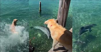 <p>A dog and a dolphin have formed a surprising and sweet friendship.</p>

<p>Friends are special and important people in our lives. Having genuine, committed friendships makes life so much better and, at times, bearable. Friends are shoulders to cry on in times of hurt and heartache. They are people we can turn to for sound advice and direction when facing particular situations and decisions. Also, they help us celebrate the good, joyous occasions in life.</p>

<p>One can never have too many friends. It&rsquo;s simply not possible to reach one&rsquo;s limit for friendships. There is never a number when someone will say, &ldquo;No, I have too many friends. Please, try back later.&rdquo; You can always become a friend to someone, even when it&rsquo;s someone you may have never expected to strike up a friendly relationship with.</p>

<p><a href="https://www.youtube.com/watch?v=1jYf7CnmBBQ">A precious clip posted on social media</a> shows the sweet and unexpected bond between a dog and a dolphin. Now, how does an animal that is on land 99.9% of the time become friendly with one that resides in the ocean? Your guess is as good as mine, but the video shows that the canine and the dolphin genuinely seem to enjoy each other&rsquo;s company.</p>

<p>The video starts with the dolphin in extremely shallow water near a pier, where the canine hurriedly gazes over into the water. A woman narrating the video informs viewers that this isn&rsquo;t the first time the dolphin has done this. The creature has returned, the young lady says.</p>

<p>Wanting to be as close to its friend as possible, the dog jumps into the water, creating a massive splash that momentarily scares off the dolphin. However, the dolphin quickly returns to the dog and the two of them swim around and by one another.</p>

<p>As the video perfectly shows, anyone can become a friend, and they can often come from places and at times when you least expect them.</p>

<p><em><strong><a href="https://www.godtube.com/bible/proverbs/18-24">Proverbs 18:24</a></strong> &ldquo;A man of many companions may be ruined, but there is a friend who sticks closer than a brother.&rdquo;</em></p>
