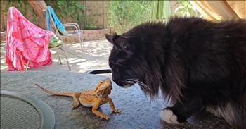 <p>In this adorable clip, a black-and-white long-haired cat gets startled by a hopping lizard in a backyard that could only be described as the stage for the most unexpected encounters. They might have demanded double-checking the guest list if you had told them this would happen.</p>

<p>Our star feline was enjoying a sunny afternoon on the patio. With fur as fluffy as a cloud and a penchant for luxury, he had settled into his chair, savoring the gentle breeze. Enter the lizard, who was quite content basking in the fresh air, scaling down any stress levels with his unperturbed demeanor.</p>

<p>The first sign of drama came when the cat, curiosity piqued, decided that the lizard was worth a closer sniff. The cat leaned in with the slow, deliberate approach usually reserved for observing potential prey or evaluating new food. Unfazed and cool as ever, the lizard continued his leisurely basking, unbothered by the impending cat sniff.</p>

<p>The cat's interest waned after intense contemplation on what to do with this scaly curiosity. Perhaps the lizard&rsquo;s lack of response or the sheer chilliness was too much for the bored feline to handle.</p>

<p>But just as the cat was about to abandon this weird new &ldquo;toy,&rdquo; the lizard decided it was time for his big debut. In a move that would make any dramatic actor proud, the lizard leaped&mdash;yes, leaped&mdash;onto the cat&rsquo;s back. The lizard&rsquo;s grand entrance was executed with the finesse of a stage performer, and it was in that very moment, as the lizard made his move, that the true chaos erupted.</p>

<p>The cat&rsquo;s reaction was nothing short of spectacular. He leaped from his chair as if he had been stung by a bee, and the entire scene played out like a high-speed chase in a slow-motion film. The lizard, meanwhile, seemed to enjoy the ride, apparently quite comfortable in his new position. The camera&mdash;whose operator was probably doubled over with laughter&mdash;captured the entire comedic escapade. And in the end, the lizard was still perched triumphantly on the cat&rsquo;s back and seemed to have won the day.</p>

<p>The video, now a viral sensation, is a hilarious reminder of our furry and scaly friends' unpredictability. Sometimes, even the most composed of us can be in a tailspin when faced with an unexpected, albeit well-meaning, leap into our lives.</p>

<p><em><strong><a href="https://www.godtube.com/bible/proverbs/17-22">Proverbs 17:22</a></strong> "A cheerful heart is good medicine, but a crushed spirit dries up the bones."</em></p>
