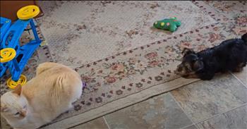 <p>In a delightful scene of mismatched personalities, a tiny, adorable, and playful Yorkie puppy can&rsquo;t win over his quest to charm a feline who remains steadfastly unimpressed! Brimming with energy, the Yorkie tries every trick in the book to capture the attention of the regal cat, who seems unperturbed by the puppy&rsquo;s antics.</p>

<p>The tiny Yorkie darts around the living room with boundless enthusiasm, barking cheerfully and playfully tugging at a rug. Each burst of energy is met with the same response: the feline, lounging gracefully on the rug, maintains an air of dignified indifference. Despite the Yorkie&rsquo;s best efforts&mdash;barking louder, spinning in circles, and even attempting a sniff or two&mdash;the cat remains the picture of composure, barely acknowledging the puppy&rsquo;s antics.</p>

<p>The Yorkie&rsquo;s persistence is both charming and relentless. He approaches the feline with hopeful eyes, nudging and barking with all his might. The cat&rsquo;s response is a slow, deliberate blink as if to say, &ldquo;I am busy being fabulous.&rdquo; The contrast between the Yorkie&rsquo;s exuberant playfulness and the cat&rsquo;s serene aloofness is heartwarming and amusing.</p>

<p>In a final, heart-tugging attempt, the Yorkie sniffs the tale of the cat and leaps back, hoping that sharing space might spark some interest while the cat remains steadfastly unmoved. It&rsquo;s as if the feline has mastered the art of ignoring with a touch of practiced disdain.</p>

<p>Despite the lack of immediate reciprocation, the Yorkie&rsquo;s adorable antics are a testament to the joy and affection that pets bring into our lives. His boundless energy and loving persistence highlight the charm that even the smallest creatures can bring, regardless of their reception.</p>

<p>While the feline may not have been won over, the playful Yorkie&rsquo;s efforts are a heartwarming reminder of the love and joy pets bring into our homes. Even the most aloof of animals can&rsquo;t entirely resist the charm of a playful companion. For now, the Yorkie&rsquo;s cheerful persistence remains a delightful spectacle, proving that sometimes, joy and love come in the most unexpected forms&mdash;even if they are met with a look that says, &ldquo;You annoy me.&rdquo;</p>

<p><em><strong><a href="https://www.godtube.com/bible/proverbs/15-13">Proverbs 15:13</a></strong> "A happy heart makes the face cheerful, but heartache crushes the spirit."</em></p>
