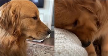 <p>A loving and loyal dog had the sweetest reaction, seemingly left heartbroken after hearing of its owner&rsquo;s upcoming vacation.</p>

<p>Animals are some of the best creatures you&rsquo;ll ever encounter on Earth. They are so cute, loving and dependable. They are there whether you&rsquo;ve had a good or a less-than-perfect day. Those furry, four-legged beings simply want attention and love from you.</p>

<p>In addition to being super loyal and dependable, animals are pretty smart&mdash;much smarter than most people would like to believe. They also possess a surprisingly high level of emotional intelligence. Dogs, cats and other creatures can pick up on the emotions and feelings of others, and as one clip shows, words and messages.&nbsp;</p>

<p><a href="https://www.youtube.com/watch?v=QkT8iS-quTQ">An adorable YouTube video</a> shows how one animal reacted emotionally after learning its owners were planning to head out on vacation for a few days. The sweet animal did not take the news of the trip well at all.</p>

<p>The short and heartbreaking clip begins with the animal completely distraught. It has just learned the news and hides from the camera, burying its face into the couch. The dog&rsquo;s owner tries to console and comfort the sweet golden retriever as best she can.</p>

<p>&ldquo;You&rsquo;re going to have fun at Grandma&rsquo;s, ok?&rdquo; the woman tells the animal.</p>

<p>However, the animal hearing that it will spend some time at Grandma&rsquo;s does not seem to do the trick. The dog is still bummed and sad that its favorite people in the world will be leaving it for several days.</p>

<p>About halfway through the clip, the dog is not sitting up and is looking forward, away from the camera. The woman behind the camera continues to comfort and console the dog, but the dog, possibly feeling betrayed, refuses to look in the woman&rsquo;s direction.</p>

<p>What a sweet and heartbreaking reaction from an animal that obviously cares deeply for its owners.</p>

<p><em><strong><a href="https://www.godtube.com/bible/proverbs/12-10">Proverbs 12:10</a></strong> &ldquo;An upright man has thought for the life of his beast, but the hearts of evildoers are cruel.&rdquo;</em></p>
