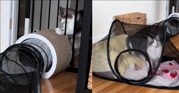 <p>Check out this precious and creative solution for a blind cat in need of daily connection. A woman's sweet gesture for her blind cat is truly heartwarming.</p>

<p>At the start of this video, we see an adorable gray and white fluffy cat behind a black gate. The caption reads, &ldquo;I couldn&rsquo;t stand seeing my blind cat like this any longer, so I came up with a temporary solution.&rdquo; You see the cat jumping up on his back two paws and scratching at the top of the gate. The owner creates a tunnel entryway for her blind feline to get back and forth from the hallway into the room. It is a really adorable and creative idea.</p>

<p>She squeaks a cat toy at the end of the tunnel with the cat bed in the tent, trying to guide the blind cat audibly through the tunnel. It takes the cat a few tries to discover the opening. She goes over to help the cat through the tunnel and congratulates him on making it through. His name is Cheeto. The owner smiles at him as she sees what he has accomplished. The tunnel works out well, but the woman shares that it can get tight in his tent when the other cat named Jojo joins him. At the end of the video, she says that it was a great starting place, but she will need to expand the tunnel/tent bed soon, so stay tuned.</p>

<p>Watching the kind way that this owner cares for her pet cat inspires us to be good stewards too. Whether it is children, pets, plants, etc., whatever has been entrusted to us is with us for a reason and we need to care for it and glorify God in the ways that we nurture and provide.&nbsp;</p>

<p><em>&ldquo;The Lord God took the man and put him in the garden of Eden to work it and keep it.&rdquo; <strong><a href="https://www.godtube.com/bible/Genesis/2-15">Genesis 2:15</a></strong></em></p>
