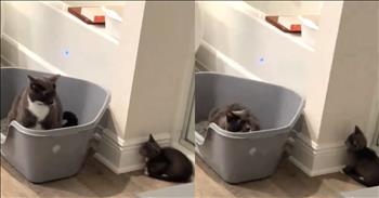 <p>See this hilarious video. A cat&rsquo;s funny barking response to a new kitten will make you laugh.</p>

<p>You never know how an animal will respond to a new pet in the home. In this funny video, we see an older cat&rsquo;s response to the new kitten. The owner&rsquo;s name is Katie, and her caption reads, &ldquo;Well that was unexpected.&rdquo; The words over the video reveal that this 2-year-old cat grew up around dogs. This makes a lot of sense in the response, but it is still a shock. As the tiny kitten approaches the cat in his bed, the cat looks possessive. The kitten quickly runs away into the corner, slowly creeping around to try to rejoin the older pet.</p>

<p>The cat does not play around this time and comically barks at the kitten. The owner is videoing and cracking up about this unexpected response. The kitten scurries back again and then finally regains the confidence to approach the cat one more time, only to be barked at a second time. The owner is laughing. The kitten sits in the corner as the cat settles in her bed to show who was there first. It is hilarious. You cannot help but laugh along with the owner in the background.</p>

<p>We so easily laugh at this video, but how often do we become possessive over our groups of friends or church communities. We act like this cat and unexpectedly become territorial when someone new approaches. This is not the way of Jesus. He welcomed others and loved them. May this comical video remind us not to &ldquo;bark&rdquo; at others but to welcome them to Christ and a community. The body of believers flourishes when we say yes to new family members. There is a joy in being inclusive and sharing the gospel to all.</p>

<p><em>&ldquo;Therefore welcome one another as Christ has welcomed you, for the glory of God.&rdquo; <strong><a href="https://www.godtube.com/bible/Romans/15-7">Romans 15:7</a></strong></em></p>
