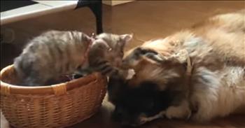 Kitten Hilariously Interrupts Dog's Nap in Cute Moment