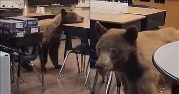 <p>One teacher in California received the surprise of a lifetime when a massive bear entered her classroom.</p>

<p>Teaching is a noble profession that literally shapes minds and touches the lives of the next generation. Teachers have a tremendous responsibility in teaching their students the knowledge and skills they will need to help them in the future. What those young people learn will stay with them for the rest of their lives.</p>

<p>Since a teacher&rsquo;s job is so incredibly important, impacting the lives of youngsters, educators must set aside time to prepare. Of course, that means setting up the classroom properly, putting together lesson plans and doing anything else needed for the upcoming school year.</p>

<p>Teachers must be ready for various scenarios for any given school year. <a href="https://www.youtube.com/shorts/LzZyJrO4PHc">As one video posted on YouTube shows</a>, that preparation must even include the possible presence of bears in the classroom.</p>

<p>An elementary teacher in California, Elaine Salmon, was in her classroom getting ready for the upcoming school year when a bear happened to walk into her room. The shocking video shows the large animal making its way around the room, smelling several desks as it checks out its new and unfamiliar surroundings.</p>

<p>In an interview, Elaine described the odd and extremely frightening scene with the bear.</p>

<p>&ldquo;I opened my classroom door, and there was this bear charging towards the door,&rdquo; she said. &ldquo;So, I went over, went back to the office, closed the door, locked the bear in here. And I went back to the office to call my husband, Ian.&rdquo;</p>

<p>After her husband arrived on the scene, Elaine and Ian worked together, knocking on the window. Ian also held the classroom door open, hoping the animal would leave on its own. Eventually, the animal left the classroom and sprinted back into the wilderness.</p>

<p>Even bears are ready and eager to gain some knowledge.</p>

<p><em><strong><a href="https://www.godtube.com/bible/proverbs/12-10">Proverbs 12:10</a></strong> &ldquo;An upright man has thought for the life of his beast, but the hearts of evildoers are cruel.&rdquo;</em></p>
