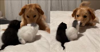 <p>If an overload of cuteness has ever struck you, you know precisely how this precious pup felt during her first adorable encounter with two kittens that will surely melt hearts. Clara the Golden Retriever felt when she met two tiny kittens for the first time. The adorable encounter, caught on camera by a delighted pet owner, is a heartwarming reminder of how charming and innocent new friendships can be.</p>

<p>In the video, Clara, with her fluffy golden coat and gentle eyes, approaches a cozy bed where two kittens are nestled. The kittens&mdash;a black furball and a white-and-gray cutie&mdash;look up with wide, curious eyes as Clara enters. Clara begins by sniffing the tiny new friends with curious excitement, her nose twitching as she takes in their delicate scents.</p>

<p>As Clara leans in closer, it&rsquo;s clear the kittens enchant her entirely. She looks at them with awe and wonder, as if trying to grasp how something so small can be so irresistibly cute. Unable to contain her enthusiasm, Clara wags her tail with unrestrained joy. Her tail wags so vigorously it&rsquo;s almost as if she&rsquo;s trying to show the kittens how happy she is to meet them!</p>

<p>Not sure how to express her newfound excitement, Clara rolls around on the bed playfully. Her antics are met with adorable responses from the kittens. One of them, intrigued by Clara&rsquo;s playful gestures, rolls over and reaches out with its tiny paw, giving the golden retriever a gentle tap on the nose.</p>

<p>The scene is nothing short of delightful. Clara&rsquo;s gentle curiosity and the kittens&rsquo; playful responses create a moment that&rsquo;s pure joy to watch. It&rsquo;s as if Clara is overwhelmed by the cuteness overload, not knowing whether to play, cuddle, or simply bask in the adorable presence of her new friends.</p>

<p>This heartwarming video perfectly reminds us of the simple, beautiful moments that bring us happiness. Whether you&rsquo;re a dog lover, a cat enthusiast, or someone who enjoys a good dose of cuteness, Clara and her kitten pals will surely bring a smile to your face.</p>

<p>So, the next time you feel overwhelmed by something adorable, remember Clara and her kitten friends. Sometimes, all it takes is a little tail wag and a playful roll to remind us of the joy in life&rsquo;s simplest moments.</p>

<p><em><strong><a href="https://www.godtube.com/bible/james/1-17">James 1:17</a></strong> "Every good and perfect gift is from above, coming down from the Father of the heavenly lights, who does not change like shifting shadows."</em></p>
