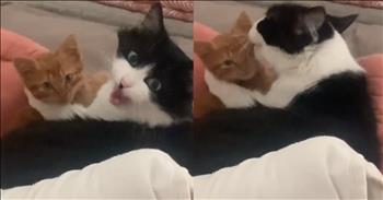 <p>If you're a cat lover like I am, you know how nerve-racking and exciting it can be to bring home a new kitten. The anticipation of introducing a new little furball into your home is filled with hopes that your cats will bond and become fast friends. This cat&rsquo;s instant bond with a rescued kitten will absolutely melt your heart.</p>

<p>Lisa recently found herself in a precarious situation when she brought home Arthur, a tiny kitten with a sweet face she simply couldn&rsquo;t resist. But like any concerned pet parent, she was anxious about how her older cat, Blue Belle, would react to the new addition.</p>

<p>Initially, Lisa was a bit on edge as she watched Blue Belle's every move around the new kitten. Would she hiss? Would she be jealous? However, to Lisa's relief, after a brief adjustment period, it became clear that there was nothing to worry about. Blue Belle&rsquo;s reaction turned out to be better than she could have ever imagined. Not only did she accept Arthur into the family, but she also took on the role of a protective big sister&mdash;or perhaps even a mother figure.</p>

<p>The most adorable moment came when Lisa caught Blue Belle on camera, snuggled up next to Arthur. Blue Belle had gently wrapped herself around Aurther to give him a bath, as if to say, "You&rsquo;re safe with me." She even began licking Arthur&rsquo;s face, a gesture of affection that melted Lisa&rsquo;s heart. It was as if Blue Belle was saying, "This little guy is part of our family now."</p>

<p>From time to time, Blue Belle would meow softly, looking up at Lisa as if trying to communicate something important. Watching the two of them together, cuddled up and completely at ease, you&rsquo;d think they had always been a pair. Blue Belle&rsquo;s nurturing behavior was more than Lisa could have hoped for. It was clear that not only had she accepted Arthur, but she had also grown quite attached to him, possibly even more so than Lisa herself!</p>

<p>Though Lisa was initially nervous about bringing a new kitten into the house, especially with an older cat in the picture, she had no choice when she found such an adorable, abandoned kitten. And thankfully, everything worked out perfectly in the end. Blue Belle and Arthur are now inseparable, proving that sometimes, all it takes is a little patience, a lot of love, and a sweet little kitten to bring out the best in everyone. We hope this video melts your heart and puts a smile on your face.&nbsp;</p>

<p><em><strong><a href="https://www.godtube.com/bible/ephesians/4-32">Ephesians 4:32</a></strong> "Be kind and compassionate to one another, forgiving each other, just as in Christ God forgave you."</em></p>
