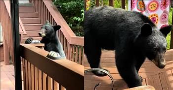 Large Bear Stops By Cabin for an Unplanned Visit