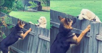 <p>It was a friendship that harked back to the innocence of childhood. In a heartwarming display of pure canine camaraderie, two dogs form an adorable bond despite a fence keeping them apart.</p>

<p>In this delightful video, a German Shepherd welcomes a new neighbor next door, a Golden Retriever, despite a four-foot fence between their backyards. This charming video captures their delightful first meeting and how quickly they became best pals, proving that true connections can shine even with obstacles in the way.</p>

<p>From the moment they spotted each other, these two dogs displayed a sweet determination to be friends that easily crossed the boundary of the fence. Their interactions are irresistibly cute: they bark excitedly, eagerly paw at each other through the fence, and share the most precious nose kisses by the end. Each little gesture, from playful barks to tender touches, shows how quickly they&rsquo;ve become inseparable friends. Is it just me, or would a doggie door be the perfect addition to this adorable friendship?</p>

<p>This delightful footage is a joyful reminder of how friendship can blossom even when barriers exist. Just as these two furry friends have built a strong bond despite being separated by a fence, we, too, can find and cherish meaningful connections no matter the circumstances.</p>

<p>The video brings a smile to our faces and reminds us that no matter where we are or what we&rsquo;re going through, God brings friends into our lives to share in our joys, help us through everyday moments, and lift us up when we need it most. Watching these two dogs interact is a heartwarming glimpse into their endearing friendship, making it clear that love and companionship can easily bridge any gap. Seeing this sweet display of canine affection is adorable and uplifting!</p>

<p><em><strong><a href="https://www.godtube.com/bible/ecclesiastes/4-9">Ecclesiastes 4:9-10</a></strong> "Two are better than one, because they have a good return for their labor: If either of them falls down, one can help the other up."</em></p>
