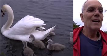 <p>A kind man rescues a stuck and frightened baby swan in a heartwarming move despite being attacked by its parent!</p>

<p>Simon, a dedicated wildlife aid, was summoned to an urgent rescue when a distress call came in about a baby swan caught in a chain-link fence. The situation was critical: the baby swan was entangled and struggling, and time was of the essence. Simon, known for his expertise and compassion in wildlife rescue, quickly made his way to the scene, prepared to face the challenge head-on.</p>

<p>Upon arriving, Simon encountered an unexpected obstacle. The baby swan&rsquo;s father, a protective and determined swan dad, saw Simon as a threat to his young one. With fierce intensity, the father swan launched repeated attacks, trying to drive Simon away from the fence. His aggressive behavior was proof of the strong parental instincts that swans exhibit, especially when it comes to safeguarding their offspring.</p>

<p>Despite the swan dad&rsquo;s best efforts to deter him, Simon remained calm and focused. He understood the urgency of the situation and knew that saving the baby swan required both skill and patience. With gentle precision, Simon worked to carefully untangle the baby swan from the chain-link fence. Each movement was deliberate, ensuring that the young bird was freed without further harm, and he gently fought off the swan&rsquo;s protective advances.</p>

<p>The rescue operation was a delicate balance of respecting the swan dad&rsquo;s protective nature while prioritizing the baby swan&rsquo;s safety. Simon&rsquo;s dedication shone through as he navigated the challenging circumstances, demonstrating the importance of empathy and persistence in wildlife rescue. The baby swan, now free from its entanglement, was reunited with its vigilant father.</p>

<p>Simon <a href="https://www.youtube.com/watch?v=yYwcZu2urAo">talked </a>to the father swan, &ldquo;You feeling a bit calmer? Good. Before he <a href="https://www.youtube.com/watch?v=yYwcZu2urAo">talked </a>to the onlookers as they watched the entire family swim away, &ldquo;So they&rsquo;ve all got together again. Everybody&rsquo;s happy, and I&rsquo;ve got a bruised arm.&rdquo; He added, &ldquo;It&rsquo;s so lovely to do something like that,&rdquo; as he watched the reunited family swim away.&nbsp;</p>

<p>In moments like these, we are reminded of the profound care and commitment of individuals like Simon. It&rsquo;s a blessing to have people who dedicate their time and energy to helping the world&rsquo;s animals ensuring their safety and well-being. We give thanks to God for such compassionate souls who help us cherish and protect the creatures that share our world, bringing hope and healing where it is needed most.</p>

<p><em><strong><a href="https://www.godtube.com/bible/matthew/6-26">Matthew 6:26</a></strong> &quot;Look at the birds of the air; they do not sow or reap or store away in barns, and yet your heavenly Father feeds them. Are you not much more valuable than they?&quot;</em></p>
