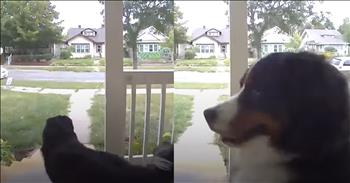 <p>A sweet and intelligent dog rang the doorbell to get back inside after leaving the yard.</p>

<p>As every parent knows, children will push their limits and boundaries. They want to know how much they can get away with before you react and put a stop to their fun. Those youngsters want to learn how much they can do before upsetting you and experiencing negative consequences.</p>

<p>Children are not the only creatures on Earth who like to push and then go over their boundaries. Animals want to find out where their limit is as well. Every pet owner understands that most animals sometimes push and stretch your patience. How much can they do before their owner limits play time or refuses to give a special treat?</p>

<p><a href="https://www.youtube.com/watch?v=yaBrCWjnvx8">A clip posted on YouTube</a> shows a precious pup that apparently pushed and then physically went over its limits. The animal in the clip actually leaped over a fence, leaving its yard. Maybe the curious, adventurous and mischievous canine thought it heard a squirrel or the pesky neighborhood cat.</p>

<p>Regardless of why the dog decided to jump the fence and leave the yard, after about 15 minutes, the animal knew it needed to get back to its home. But how was it going to get back? The canine probably could have hopped back over the fence that it had previously jumped over or found another way back home.</p>

<p>The video shows and accompanying text in the clip explains how the animal found its way back inside its home. The two-year-old Bernese pup came to the front door and rang the doorbell, of course. The text mentions that the animal had apparently watched others gain entry into the house by ringing the doorbell and thought it was worth a shot.</p>

<p>The animal was right and was welcomed back home with an enthusiastic greeting!</p>

<p><em><strong><a href="https://www.godtube.com/bible/proverbs/12-10">Proverbs 12:10</a></strong> &ldquo;An upright man has thought for the life of his beast, but the hearts of evildoers are cruel.&rdquo;</em></p>
