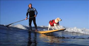 <p>An adorable surfing pup loves spending time on and in the water.</p>

<p>Animals are some of the most unique and fascinating creatures on Earth. Dogs, cats, birds, lizards, bears and every other member of the animal community are part of God&rsquo;s creation. They were placed on Earth by the same God who gave life to man and put the sun, moon and stars in place.</p>

<p>God does not make duplicates. He specializes in making individuals, setting everyone apart from one another. While some dogs, cats or birds may look similar in appearance, they are all different in specific ways. Like people, they all have their habits, quirks and personalities. Every pet owner understands this to be ultimately and entirely true.</p>

<p><a href="https://www.youtube.com/watch?v=ebte5GrNO40">A clip posted on YouTube</a> shows one precious pup that is likely different from any other dog you&rsquo;ve encountered. This canine enjoys the water. Rosie loves being on a board and riding the waves with her owner.</p>

<p>&ldquo;There&rsquo;s absolutely nothing that Rosie likes better than being out on the ocean on the board with me,&rdquo; said Rosie&rsquo;s owner.</p>

<p>Amazingly, this dog has absolutely no fear of the water or the massive waves crashing into the surfboard. But what&rsquo;s even more incredible about Rosie is that her owner admits he never taught her how to surf. The animal does everything it does on the board and ocean entirely by instinct.</p>

<p>As the three-minute clip shows, Rosie is always ready for an adventure in the ocean. Footage shows her joyous and enthusiastic reaction whenever she hears the word &ldquo;surf&rdquo; or &ldquo;surfing.&rdquo;</p>

<p>Rosie even participates in surf competitions, placing first, second and third in them.</p>

<p>Rosie is a fascinating animal. Most dogs seem to be scared to death of water, but not Rosie. She would rather be on a surfboard on the water than probably anywhere else.</p>

<p><em><strong><a href="https://www.godtube.com/bible/genesis/1-21">Genesis 1:21</a></strong> &ldquo;And God created great whales, and every living creature that moves, which the waters brought forth abundantly, after their kind, and every winged fowl after his kind: and God saw that it was good.&rdquo;</em></p>
