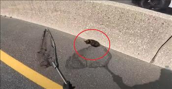<p>A kind man rescues a scared, injured kitten darting across a busy interstate. In the bustling morning traffic of the Wantagh State Parkway, where the hum of engines and the blur of cars create a relentless rhythm, a little black kitten with a touch of orange and white on her face faced a dangerous situation. Her name was Wanda, and her story of survival began with a heart-stopping rescue.</p>

<p>John Debacker from Long Island <a href="https://www.youtube.com/watch?v=z4BAZ2ZxtR0">Cat Kitten Solutions</a> received an urgent call about a feline spotted along the center divider of a freeway. His heart likely raced as he envisioned the danger the tiny kitten was in, navigating the busy highway amidst speeding vehicles. John knew that every second counted.</p>

<p>When arriving on the scene, John&rsquo;s eyes scanned the chaotic traffic, but Wanda was nowhere to be seen. Determined not to give up, he looped around the freeway, maneuvering through the congestion with urgency and caution. The risk was immense; the highway was a maze of speeding cars, and every moment without the kitten was a moment closer to disaster.</p>

<p>Realizing the situation&#39;s gravity, John wisely <a href="https://www.youtube.com/watch?v=z4BAZ2ZxtR0">called </a>the New York State Police. Understanding the urgency, the officers quickly responded, halting traffic to ensure John&rsquo;s safety and to allow him to work without the constant threat of oncoming vehicles.</p>

<p>With traffic momentarily stopped, John returned to the center divider. His heart skipped a beat as he spotted Wanda, huddled and frightened. Seeing the small kitten was both a relief and a call to action. With fast hands, a large net, and a calming voice, John almost captured her before she ran away, scared. But as he approached the second time, he captured this wild but tiny kitten from her precarious spot.</p>

<p>The rescue was far from over. John carefully cradled Wanda and made his way back to the side of the road, ensuring her safety and avoiding any further close calls.</p>

<p>The New York State Police, having ensured that traffic was safely resumed, offered their congratulations and support. Wanda&rsquo;s rescue proved the incredible effort and coordination between John and the police, who swiftly protected the tiny life at risk.</p>

<p>Back at the shelter, Wanda was given a warm bed, nutritious food, and the care she needed to recover from her harrowing experience, where she now awaits a loving, forever home.&nbsp;</p>

<p>John Debacker&rsquo;s heroic efforts, coupled with the timely intervention of the New York State Police, had turned a close call into a story of bravery and compassion. Wanda&rsquo;s narrow escape from the Wantagh State Parkway was a reminder of the fragility of life and the immense impact of those who dedicate their efforts to rescuing those in need.</p>

<p><em><strong><a href="https://www.godtube.com/bible/luke/12-6">Luke 12:6-7</a></strong> &quot;Are not five sparrows sold for two pennies? Yet not one of them is forgotten by God. Indeed, the very hairs of your head are all numbered. Don&rsquo;t be afraid; you are worth more than many sparrows.&quot;&nbsp;</em></p>
