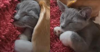 <p>A precious kitten found the absolute most adorable location to take a nap.</p>

<p>Kittens are some of the cutest creatures that you will ever encounter. It&rsquo;s nearly physically impossible to pass by a kitten without stopping to pet the animal or at least acknowledge its presence in some way. Often, that&rsquo;s all it takes to make a friend for life. Show them a little bit of attention and love, and they may follow you home.</p>

<p>In addition to being super cute, kittens are some of the most tired, seemingly worn-out creatures. Judging by their numerous naps throughout the day, they are constantly in desperate need of sleep. If you&rsquo;re unable to find your kitten or cat in the house, odds are the animal has likely found a unique, often wholly hidden spot to catch some shuteye.</p>

<p><a href="https://www.youtube.com/shorts/e6r3z8YZUus">A clip posted on YouTube shows</a> the hilarious and adorable location one kitten chose for a nap. The short clip shows a gray-and-white kitten curled up next to a beagle who has also fallen asleep. But the sweetest part of their nap is that the kitten uses the dog&rsquo;s ear to help shield its face and eyes from any light that may keep it awake.</p>

<p>Seconds into the video, a hand appears on camera to lift the canine&rsquo;s ear, which reveals the kitten&rsquo;s sweet little face. Neither the kitten nor the dog is bothered in the slightest by the lifting of the ear. The cat simply repositions itself, moving closer to the dog and continues its nap.</p>

<p>The text in the video, near the top of the screen, states that this isn&rsquo;t the first nap these two cute, furry and four-legged friends have taken together.</p>

<p>&ldquo;If cuddling was an Olympic sport these two would take home the gold,&rdquo; the text reads.</p>

<p>This is likely one of the cutest scenes you&rsquo;ll have seen in a long time.</p>

<p><em><strong><a href="https://www.godtube.com/bible/proverbs/12-10">Proverbs 12:10</a></strong> &ldquo;An upright man has thought for the life of his beast, but the hearts of evildoers are cruel.&rdquo;</em></p>
