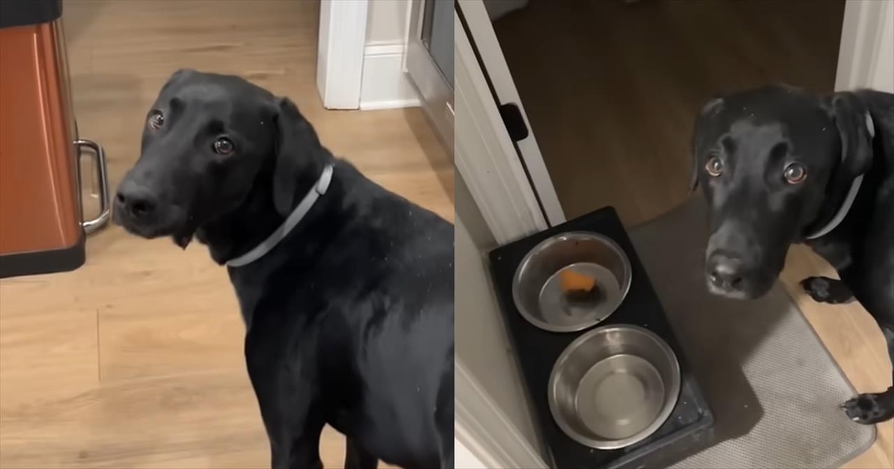 Precious Pup Refuses to Eat Without Owner's Pre-Meal Prayer