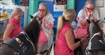 <p>Imagine the transformative power of a small, fluffy pony trotting into a hospital room, bringing joy and comfort that brightens even the darkest day. A therapy pony brings comfort to hospital patients during an emotional visit.</p>

<p>While therapy dogs are well-known for their comforting presence, therapy ponies are making waves in the world of animal-assisted therapy, thanks to the dedicated work of Sarah Woodland. With her heart set on spreading joy, Sarah brings her charming ponies to visit those in need of a little extra cheer, including patients in hospitals and residents in nursing homes. Her ponies, often adorned with cute bows and outfits, add an extra touch of delight to their visits.</p>

<p>In a touching <a href="https://www.tiktok.com/@dinkytherapyponies/video/7396332803723398433">video </a>shared online, Sarah captured the heartwarming moment when her ponies, Tinks and Poppy, met an elderly hospital patient. The small horses, dressed in adorable attire, trotted into the hospital room and immediately brightened the atmosphere. The patient&rsquo;s reaction was priceless&mdash;pure joy and amazement.</p>

<p>As the elderly woman gently reached out to stroke Poppy, her face lit up with tears of happiness. The serene connection she shared with the pony was a poignant reminder of animals&#39; profound impact on our well-being. Sarah, who was kneeling beside Poppy, looked on with evident emotion.&nbsp;</p>

<p>Animals bring us comfort and joy in simple and profound ways. Their presence can calm our anxieties, offering unconditional love and companionship that brightens even the darkest days. Whether it&#39;s the soothing purr of a cat, a dog&#39;s wagging tail, or a horse&#39;s gentle nuzzle, animals have a unique ability to make us feel seen, understood, and cherished. They remind us of the beauty in everyday moments and teach us the value of kindness and connection, enriching our lives with their playful spirits and loyal hearts.</p>

<p>Sarah&rsquo;s dedication goes beyond the visits themselves. She also ensures her ponies are impeccably groomed, sharing a heartwarming behind-the-scenes look at their preparation. The love and care she invests in her therapy ponies highlight the profound difference kindness and compassion can make in the lives of others.</p>

<p><em><strong><a href="https://www.godtube.com/bible/1-corinthians/16-14">1 Corinthians 16:14</a></strong> &quot;Let all that you do be done in love.&quot;&nbsp;</em></p>
