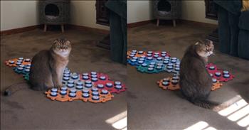 Clever Cat Makes Its Desires Crystal Clear in This Hilarious Clip