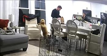 Clever Dog Pulls a Hilarious Prank on Its Unsuspecting Owner