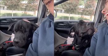 <p>There&rsquo;s a special bond that forms between a dog and their human, a connection that speaks volumes through simple gestures of love. It&rsquo;s easy to see this dog adores its owner, and this precious pup is all ears for a musical serenade too. You read that right; this pup loves it when his favorite human sings to him. Most dogs adore ear scratches, bones, treats, and riding the car. This pup loves those things, too, but he adores a serenade or two.&nbsp;</p>

<p>Picture this: a sunny afternoon is a great chance to get outside and go for a car ride. The cool air conditioning is keeping the heat at bay. And the dog loves every minute because he gets to sit in the front passenger seat. But then his owner does something that causes his ears to perk up as he catches every sound. It&rsquo;s the gentle voice of his owner serenading him with the song &lsquo;Pure Imagination&rsquo; from the <a href="https://en.wikipedia.org/wiki/Pure_Imagination">film </a>&lsquo;Charlie and the Chocolate Factory.&rsquo;</p>

<p>&lsquo;Come with me and you'll be</p>

<p>In a world of pure imagination</p>

<p>Take a look and you'll see</p>

<p>Into your imagination&rsquo;</p>

<p>The dog sighs, and half closes his eyes as he melts into his seat. It&rsquo;s as if his owner&rsquo;s singing wraps around him like a warm blanket. With each note, this precious pup&rsquo;s grin widens. His ears dance in the air conditioning&rsquo;s breeze, and you can&rsquo;t help but crack a grin at how happy and silly he looks. The love these two have for each other is obvious, and the time they spend together is nothing but pure bliss. As the song comes to an end, he gets praise from his owner that he&rsquo;s a good boy, and the pup closes his eyes, happy to be side by side with his best friend.&nbsp;</p>

<p>What a sweet reminder in life that the simple things mean the most to us; a little company and a little song.&nbsp;</p>

<p><em><strong><a href="https://www.godtube.com/bible/proverbs/17-17">Proverbs 17:17</a></strong> "A friend loves at all times, and a brother is born for a time of adversity."</em></p>
