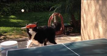 <p>This dog&rsquo;s amazing ping-pong skills will leave you in awe. Dogs are long beloved companions because of their affection and their love of playing games. Most dogs love a good game of tug-of-war, playing fetch, and performing tricks to get some tasty treats, but this dog brings the games of playfulness to a whole new level as he plays ping pong.&nbsp;</p>

<p>Who knew a dog could hold a paddle in its mouth, much less hit the ball or understand the rules of the game? We know dogs can learn all sorts of tricks, but ping-pong is a new one I never imagined.&nbsp;</p>

<p>Picture this: a fluffy black and white dog with a focus sharper than a hawk, staring down a ping pong ball like it&rsquo;s the ultimate prize. With sass, focus, and determination, he doesn&rsquo;t care that he has paws instead of hands as he bounces into action. Who needs a human partner when you have four legs and a heart full of competitive spirit?</p>

<p>What&rsquo;s even funnier is how this dog seems to take the game so seriously. You can almost see it thinking, &ldquo;This is it! My chance to shine!&rdquo; As he whacks the ball across the table, he looks like he&rsquo;s plotting a career change from fetching sticks to becoming the next champion of ping pong.</p>

<p>He hits the ball back over the net and perks up his ears and whines when the ball becomes a foul. He doesn&rsquo;t want the foul and attempts to go get the ball that went out of bounds, but his partner gives the command to leave it, which he isn&rsquo;t a fan of. So he brushes off the foul and focuses on the next round. It is absolutely hilarious.&nbsp;</p>

<p>So, if you're feeling a little down or in need of a laugh, just remember this incredible pup. His playful skills and competitive spirit will leave you smiling. We hope you enjoyed this pup&rsquo;s antics.&nbsp;</p>

<p><em><strong><a href="https://www.godtube.com/bible/ecclesiastes/3-12">Ecclesiastes 3:12-13</a></strong> I know that there is nothing better for people than to be happy and to do good while they live. That each of them may eat and drink, and find satisfaction in all their toil&mdash;this is the gift of God."</em></p>
