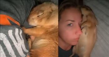 <p>A cute prairie dog&rsquo;s choice of napping locations will make you laugh.</p>

<p>People love and adore animals. Even if they don&rsquo;t currently have a pet, most people still have a soft spot in their hearts for the creatures. What is not to love about animals? They are loving, loyal, dependable and will make for some of the best friends you&rsquo;ll ever have in life.</p>

<p>However, more than likely, when someone mentions the word &ldquo;pet&rdquo; or says that they have a pet, images of a dog or cat immediately come to mind. Of course, those are the most popular choices when adding a furry, four-legged creature to your family. However, some people prefer to go the less conventional route.</p>

<p><a href="https://www.youtube.com/watch?v=Ryl_XuclW_0">A clip posted on YouTube shows one woman</a> who selected a prairie dog instead of a dog, cat or even a bird for a pet. I have to say, the animal is really one of the cutest things you will ever see!</p>

<p>But the cuteness does not stop there.</p>

<p>The prairie dog loves and appreciates its owner, given the unique and sweet locations it chooses to catch some sleep. Again, the prairie dog is so adorable, and its easygoing attitude and ability to sleep anywhere and everywhere will make you laugh.</p>

<p>The short, one-minute clip begins with the prairie dog literally sleeping on the woman&rsquo;s face. The animal is sound asleep, and the woman is wide awake, staring at the camera, slightly annoyed.</p>

<p>Next, the prairie dog has made its way underneath the woman&rsquo;s shirt and is fast asleep, with its head resting on the woman&rsquo;s neck, right under her chin. It also decides to sleep on her stomach, and it looks kind of upset when she lifts her shirt, revealing the animal and disturbing its sleep.</p>

<p>The short video ends with the animal walking away from the camera, probably searching for its next place to fall asleep.</p>

<p><em><strong><a href="https://www.godtube.com/bible/proverbs/12-10">Proverbs 12:10</a></strong> &ldquo;An upright man has thought for the life of his beast, but the hearts of evildoers are cruel.</em></p>
