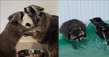 <p>Two adorable raccoons met and almost immediately formed the sweetest bond.</p>

<p>Human beings are not designed to do and live life alone. They are meant to have relationships and connections with others. Understandably, some people are more introverted than others, so they prefer being alone more than an extrovert. However, that still doesn&rsquo;t diminish the need to establish and maintain those connections and bonds with others.</p>

<p>It appears humans aren&rsquo;t the only beings on Earth who need these relationships and connections. Like humans, animals need community and to be connected with other cute, furry, four-legged creatures. It would only make sense, right? No one wants to feel or be alone. We all want and have a need for belonging and togetherness.</p>

<p><a href="https://www.youtube.com/watch?v=YOcpUhJs1zE">In a clip posted on YouTube</a>, a woman who rescued an orphaned raccoon (yes, you read that right) could sense that Louie, the raccoon, who was happy and enjoying life, felt like something was missing.</p>

<p>&ldquo;But I could see Louie getting a little frustrated that he didn&rsquo;t have another animal to play with,&rdquo; she said. &ldquo;We realized what Louie was missing!&rdquo;</p>

<p>So, understanding that Louie wanted a raccoon playmate, she took in another orphaned baby raccoon &ndash; Lucy.</p>

<p>&ldquo;Louie needed a little sister, and it worked out perfectly,&rdquo; she says.</p>

<p>The two raccoons became fast friends, with the woman in the clip describing the two raccoons as close as siblings.</p>

<p>&ldquo;It&rsquo;s almost like watching siblings play with each other,&rdquo; she said. &ldquo;From day one, Lucy has always been the boss of Louie.&rdquo;</p>

<p>But playing and roughhousing together is not the only thing these two mischievous, best-of-friend raccoons do together. They also paint, creating works of art with one another (once again, yes, you read that correctly).</p>

<p>Louie took up the hobby first. The clip shows the animal excitedly dipping his paws into the paint and placing them on the canvas, creating pieces full of multi-colored raccoon paw prints. Well, then Lucy saw how much fun Louis was having and got in on the act.</p>

<p>Animals are incredible beings, and just like humans, they also apparently need and desire connections with others.</p>

<p><em><strong><a href="https://www.godtube.com/bible/proverbs/12-10">Proverbs 12:10</a></strong> &ldquo;An upright man has thought for the life of his beast, but the hearts of evildoers are cruel.&rdquo;</em></p>
