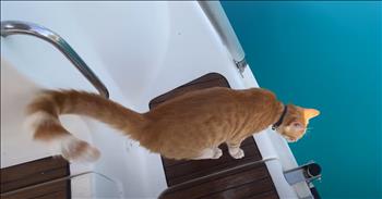 <p>This sweet cat absolutely loves going for a swim. This cute, furry, four-legged creature is not afraid of the water. Instead, this fearless feline embraces the water, jumping in whenever it has the chance to do so.</p>

<p>The good Lord does not make duplicates or replicas. He is in the business of creating originals. That is His standard operating procedure for human beings, of course. Even twins are not exactly 100% alike. Sure, they may look alike, but there are differences. They are individuals.</p>

<p>However, God also creates original members of the animal kingdom. No two cats or dogs are alike, which all pet owners know and understand. They might appear similar on the outside, but their personalities, likes and dislikes vary greatly from cat to cat and dog to dog.</p>

<p>Ronnie, a rescued cat, loves getting in the water. <a href="https://www.youtube.com/watch?v=pT4z7JRmuaw">A clip posted on YouTube shows</a> the cat running and then diving into the water. But Ronnie doesn&rsquo;t just enjoy diving; this cat can swim with the best of them.</p>

<p>&ldquo;And when Ronnie swims, he&rsquo;s like a pro,&rdquo; the woman narrating the clip says.</p>

<p>Whatever it is, this cat, who lives with his family on a boat, simply loves being close to the water. The woman mentions how the feline wants to be right in the middle of whatever water-related activity they happen to be doing.</p>

<p>&ldquo;He wants to be part of everything that we do, and that includes paddleboarding,&rdquo; she said. &ldquo;So, he&rsquo;ll cry to get on the paddleboard, and I&rsquo;ll take him for a paddle.&rdquo;</p>

<p>However, besides being a cat who loves water, Ronnie is special to his family for another, more important reason. He entered their lives during a challenging and trying time.</p>

<p>&ldquo;We were staying on land, and one day, this little ginger face appeared at our window,&rdquo; she said.</p>

<p>They let him into their house, and Ronnie, with his sweet and water-loving ways, quickly worked his way into their hearts.</p>

<p><em><strong><a href="https://www.godtube.com/bible/genesis/1-21">Genesis 1:21</a></strong> &ldquo;And God created great whales, and every living creature that moves, which the waters brought forth abundantly, after their kind, and every winged fowl after his kind: and God saw that it was good.&rdquo;</em></p>
